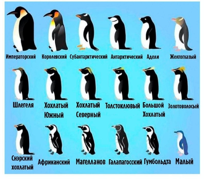 Пингвины бывают самых разных размеров, но все они — одна большая и дружная семья!
