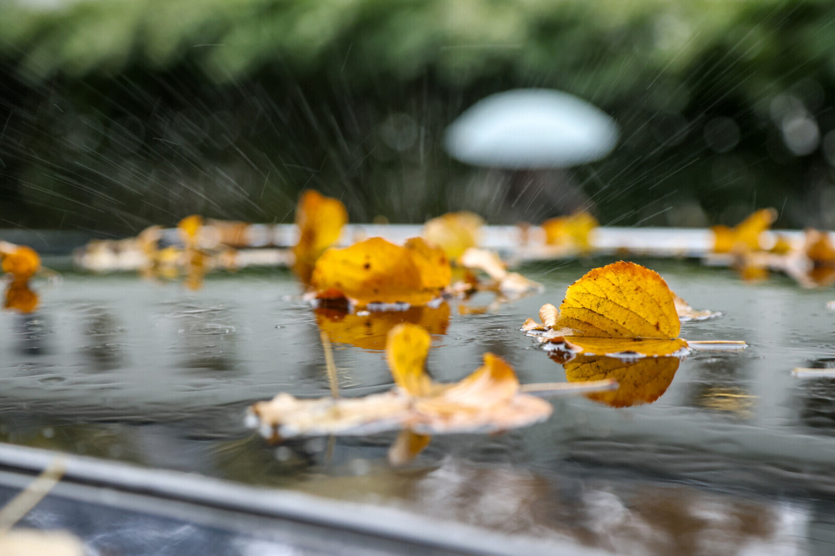 Олег Золото/ «Вечерний Санкт-Петербург»
