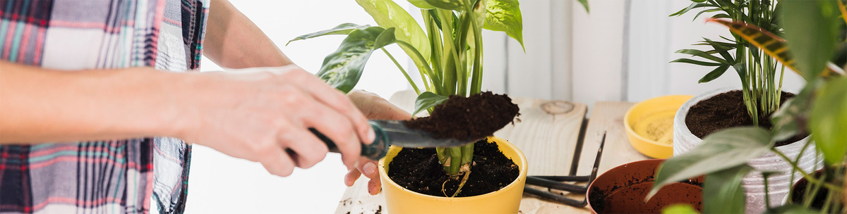 Адаптация комнатных растений