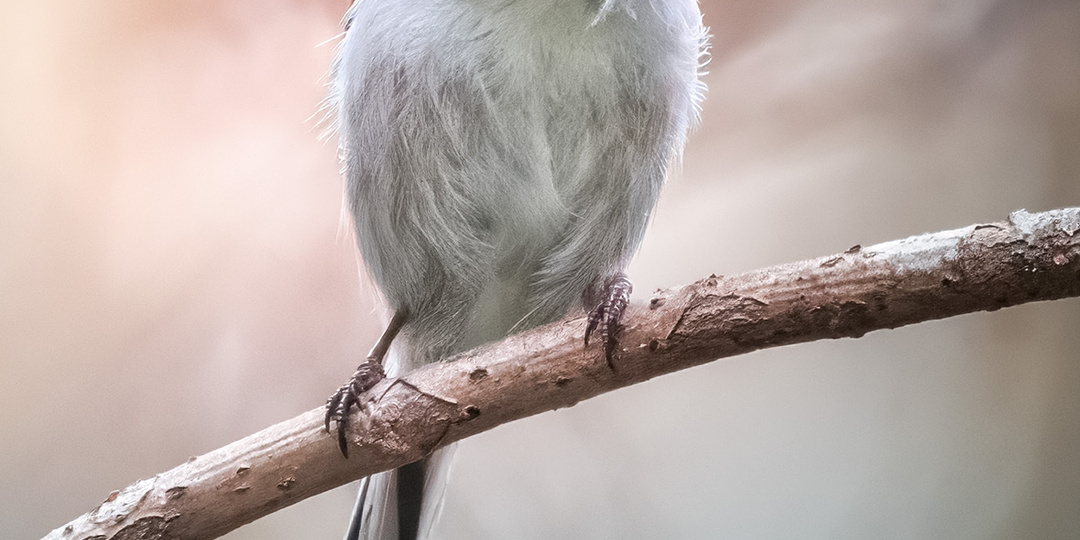 Семь лет в мире фотографии дикой природы. Несколько слов о фотоохоте и моём канале.