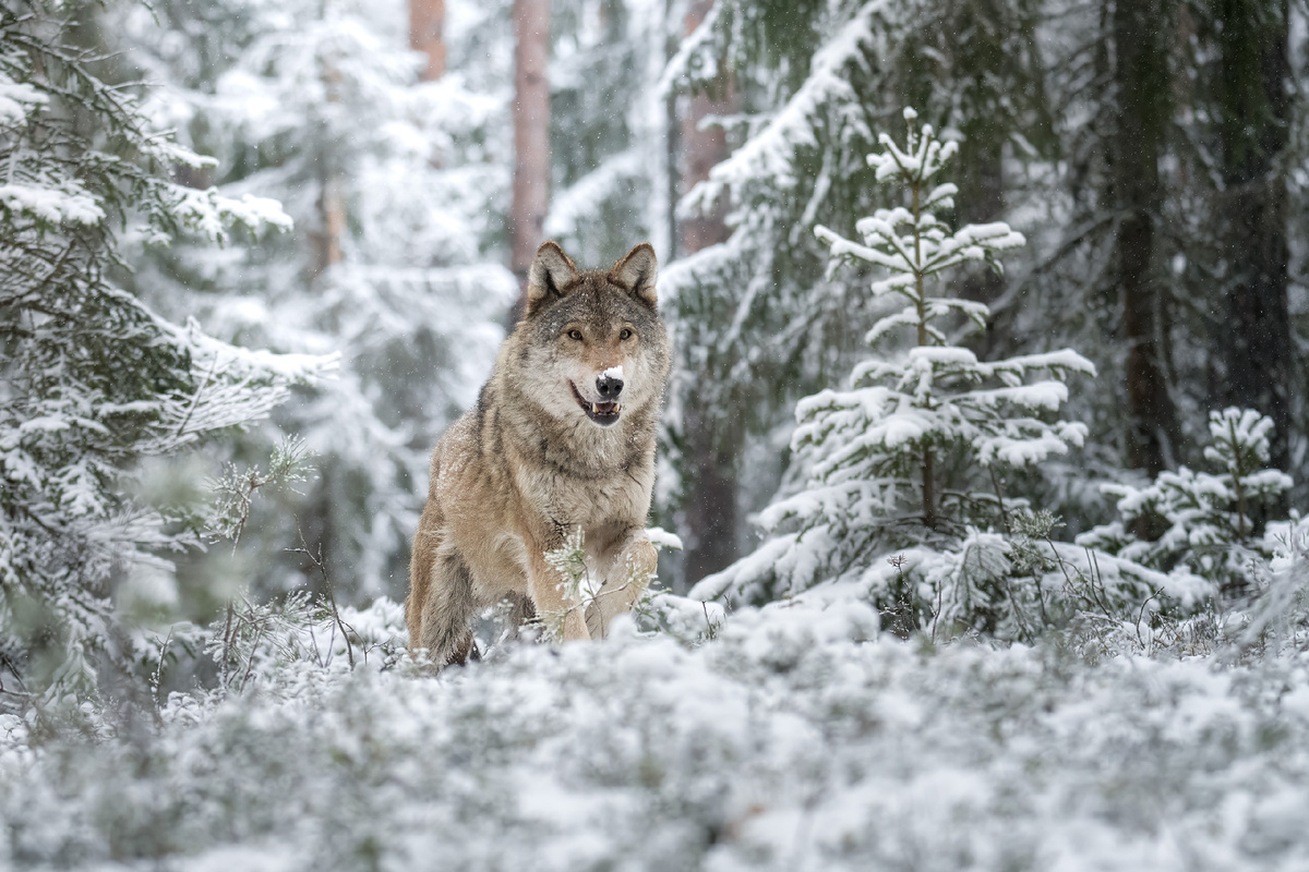Волк из царства зимы
