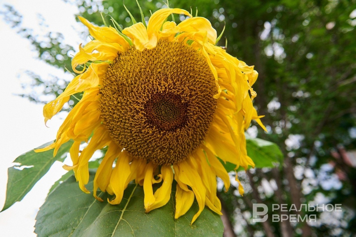   Динар Фатыхов / realnoevremya.ru