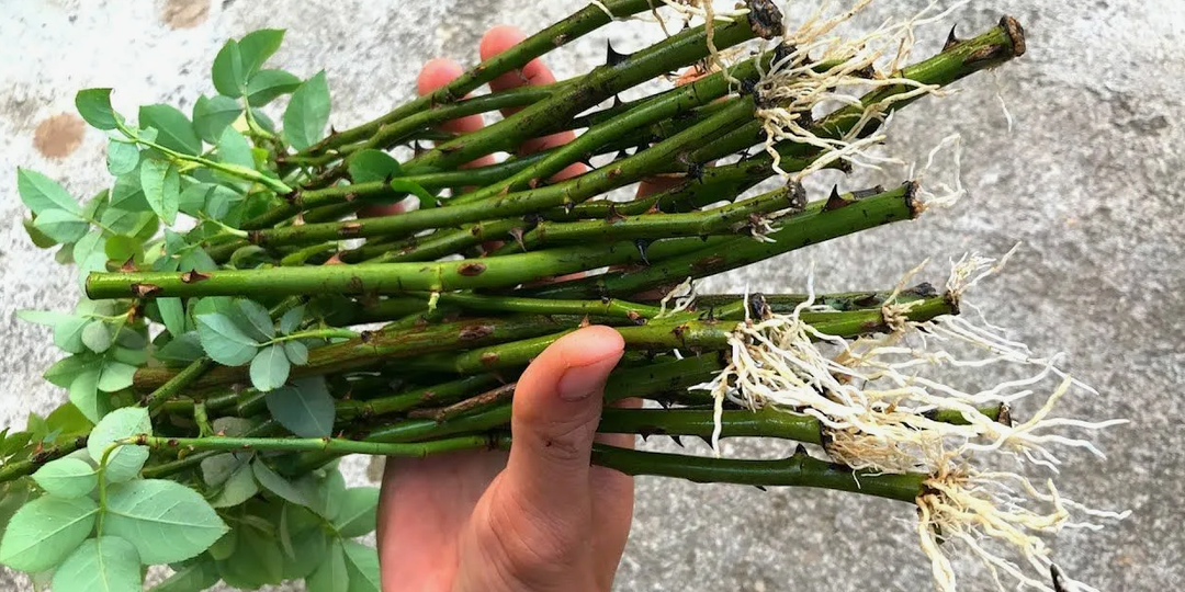 Укореняю розы из букета за 30 дней — и весной высаживаю целую клумбу!