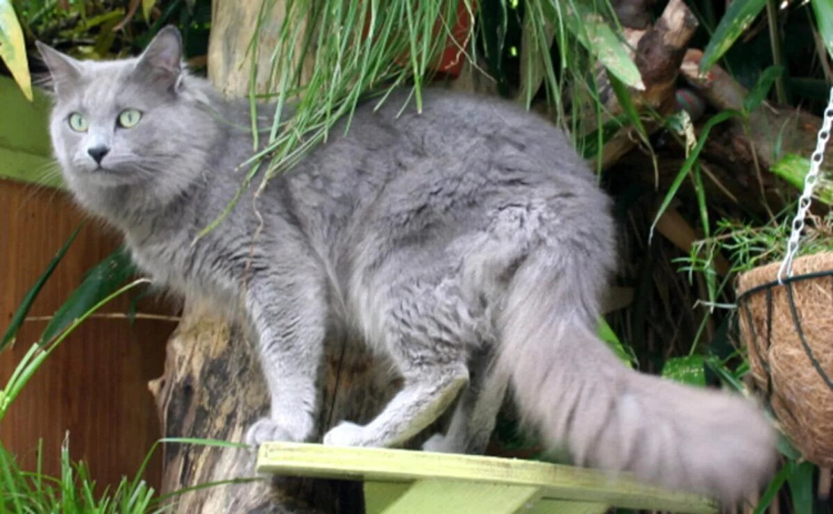 Нибелунги — это кошки средних и крупных размеров, обладающие крепким, но при этом элегантным телосложением.