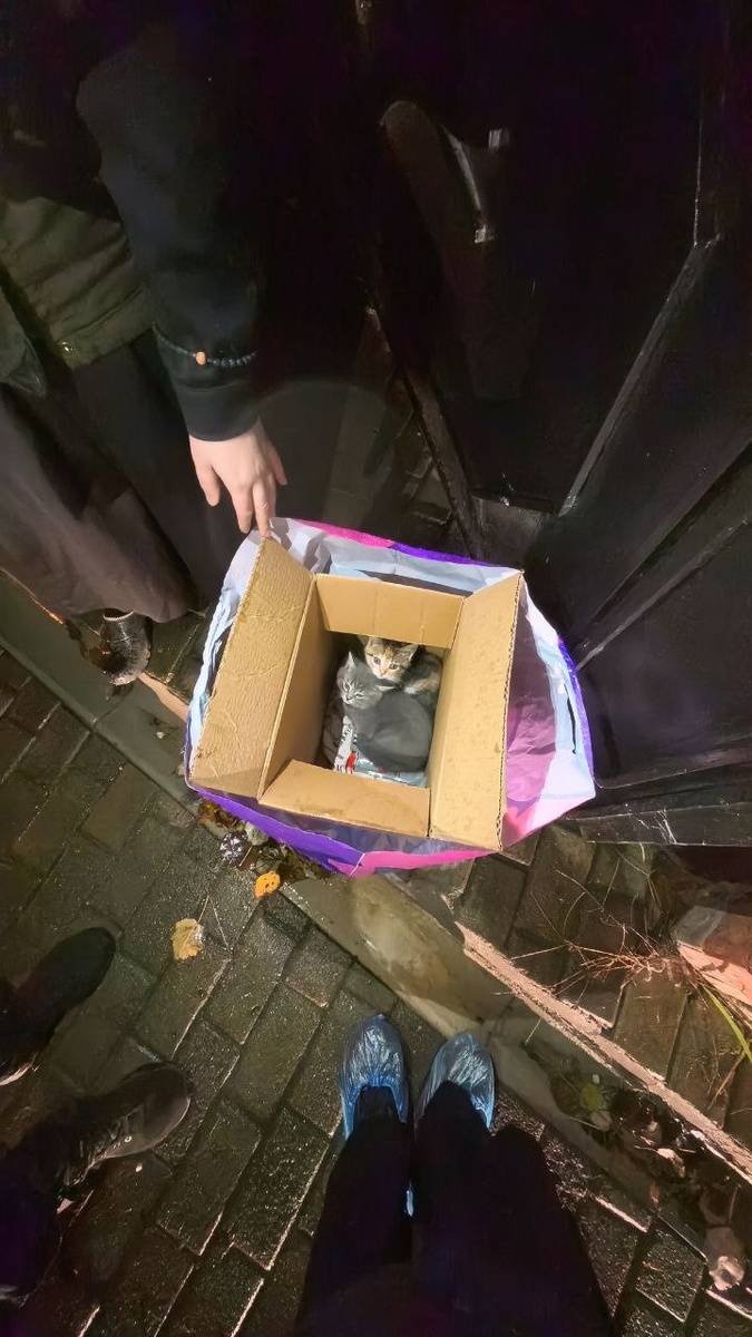 Мусорка, лесок, подвал - каждый волонтер знает, что там ничего хорошего.  Фото из архива автора