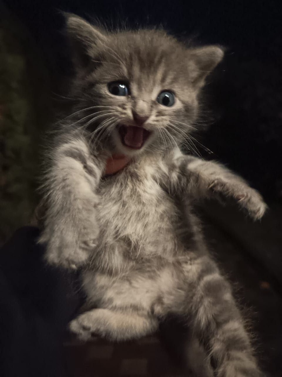 А только множество испуганных больных и еле живых котят.  Фото из архива автора