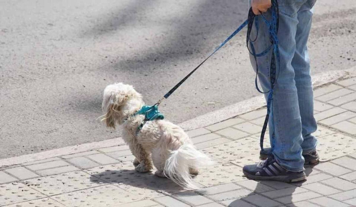     Выгул собаки. Источник: krsk.kp.ru Автор фото: Диана Иванова