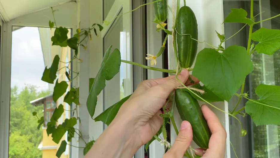 Огурцы на подоконнике: зимний урожай без лишних хлопот! Все мои секреты