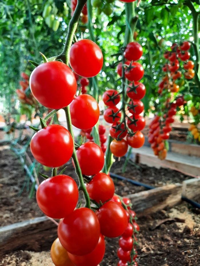 Проверенный сорт томатов - Конфетки