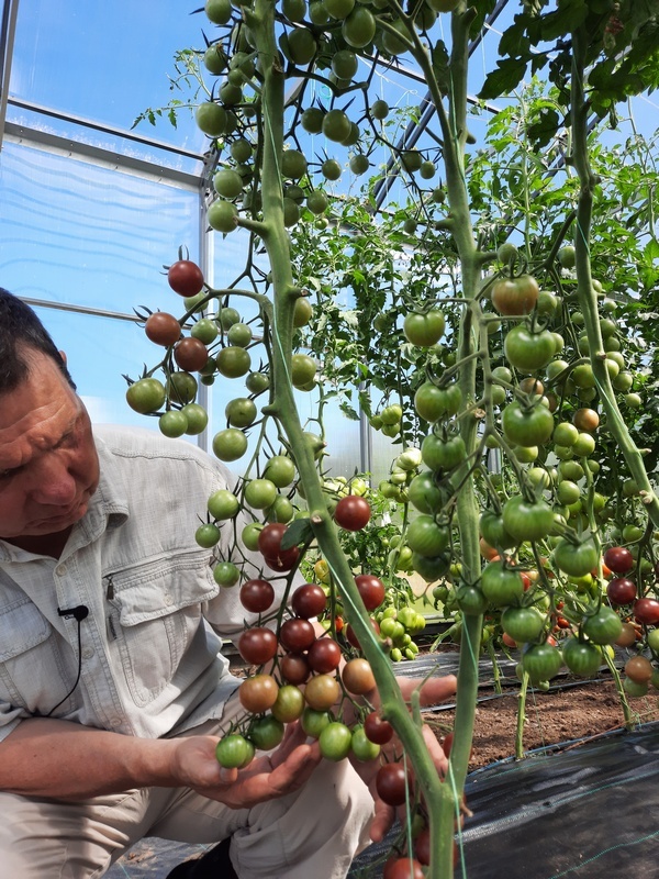 Проверенный сорт томатов - Вишня Черная