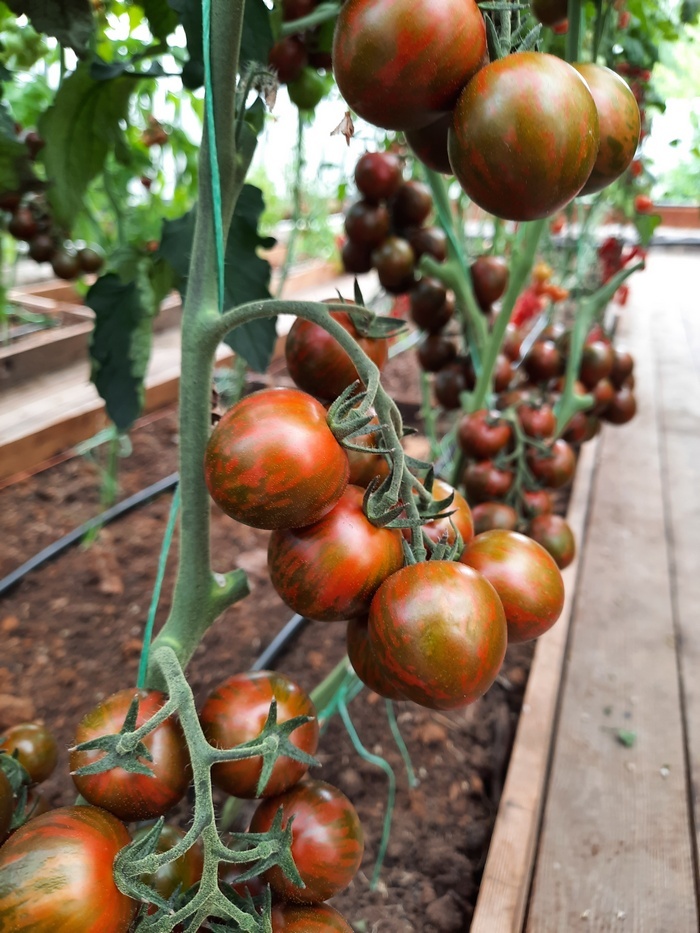 Проверенный сорт томатов - Полосатый рейс