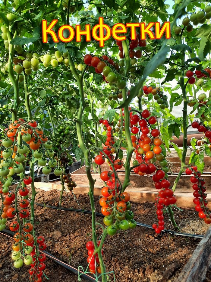 Проверенный сорт томатов - Конфетки