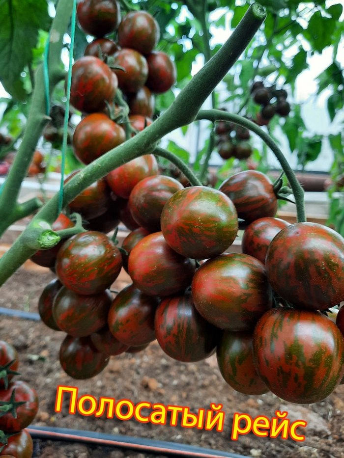 Проверенный сорт томатов - Полосатый рейс