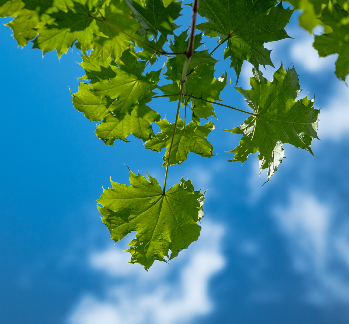 Клен остролистный "Суперформ"