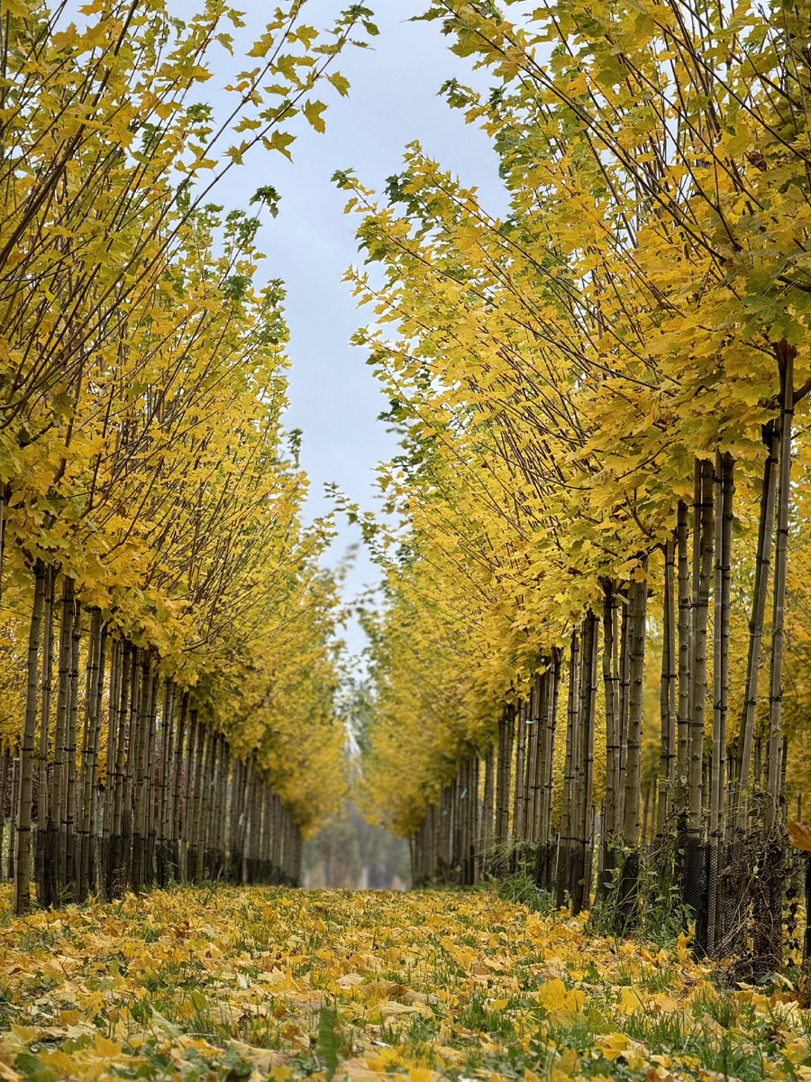 Клен остролистный "Суперформ", осень
