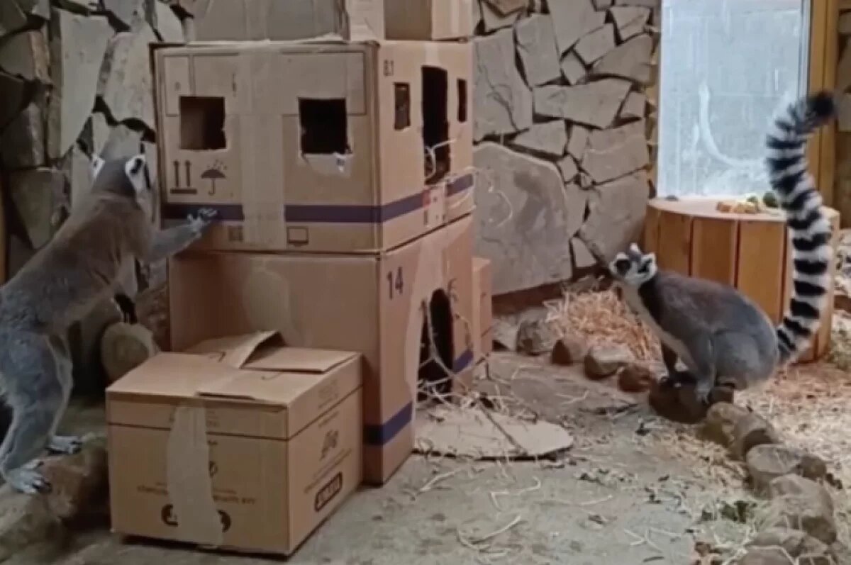    В калининградском зоопарке в замке лемруов развернулись дворцовые интриги