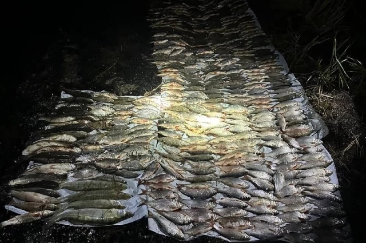    За вылов сетями около 500 особей рыбы разных пород осудили жителя Кубани