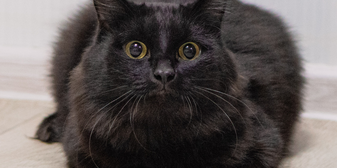 Его чуть не разорвали собаки. Теперь его сердце ищет тихую гавань.