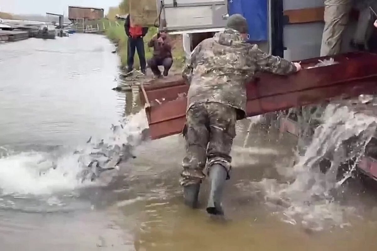    20 тысяч мальков сазана выпустили в Ахтубу под Волгоградом – видео