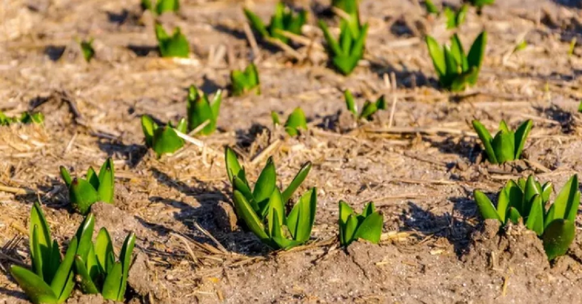 Что добавить в лунки, чтобы тюльпаны были крупными и шикарно цвели?