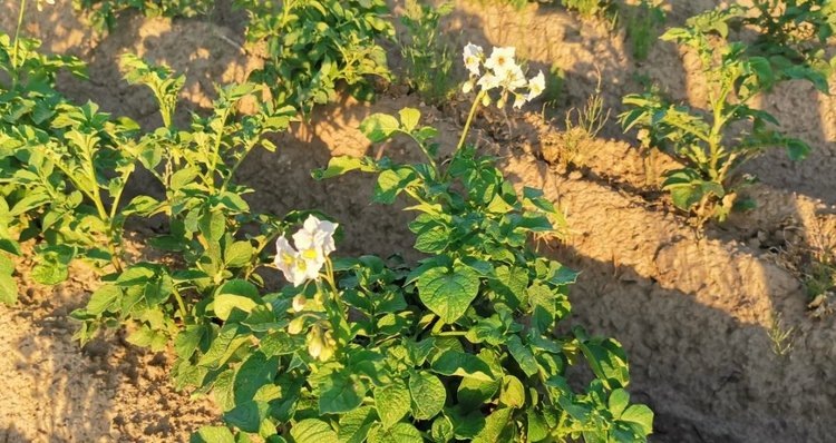    Фото: Лукьянов Дмитрий, AgroXXI.ru