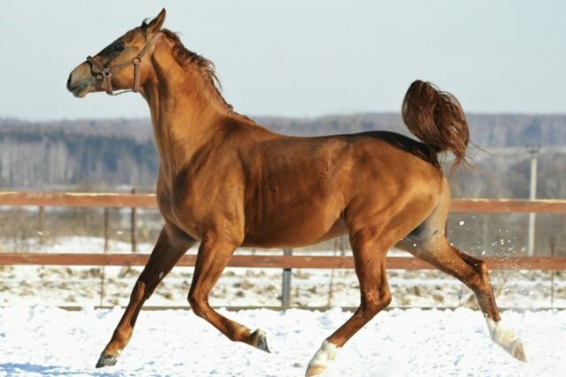 Скаковая. Фото из открытых источников интернета 