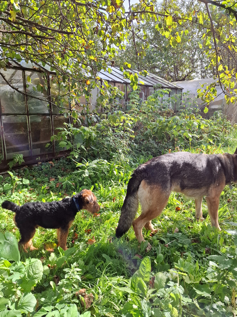 Свэл и Шакира в Апрелевке