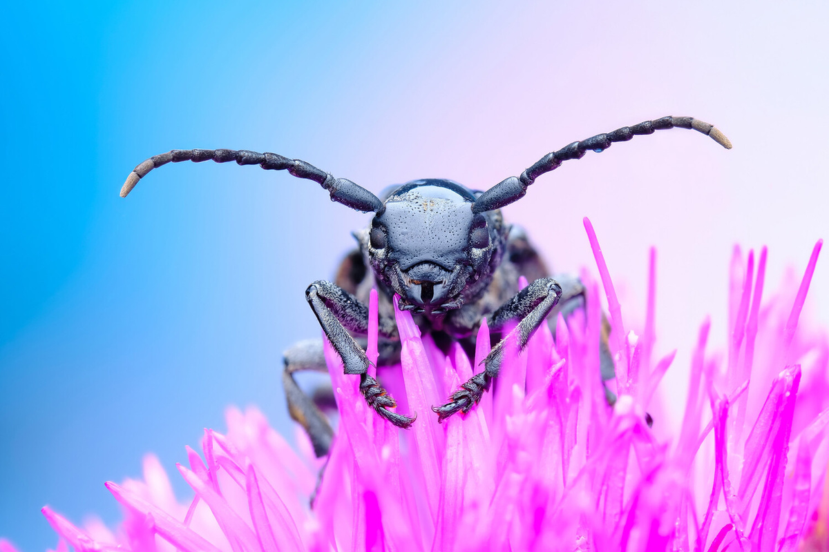 Васильев Роман     
 
 Жук-усач (дровосек) (лат. Cerambycidae) ©Фотоконкурс «Моя планета»