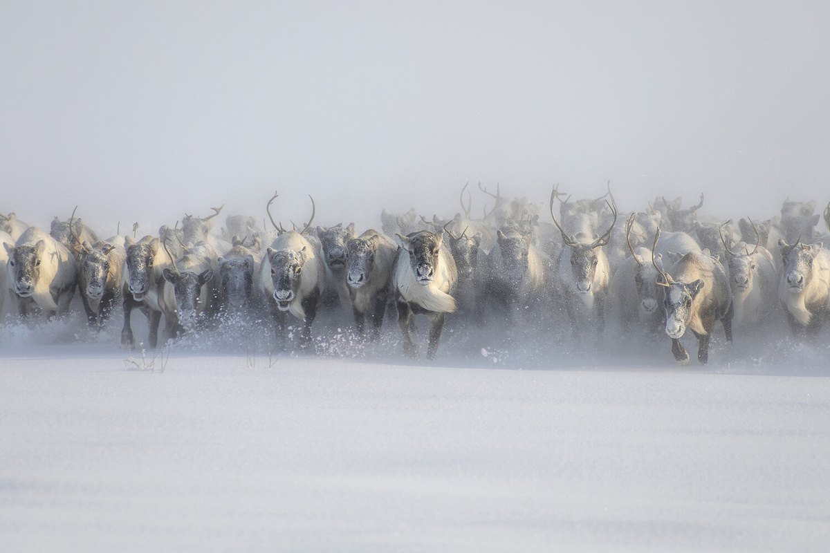 Чазов Александр     
 
 Странники Севера ©Фотоконкурс "Моя планета"  📷