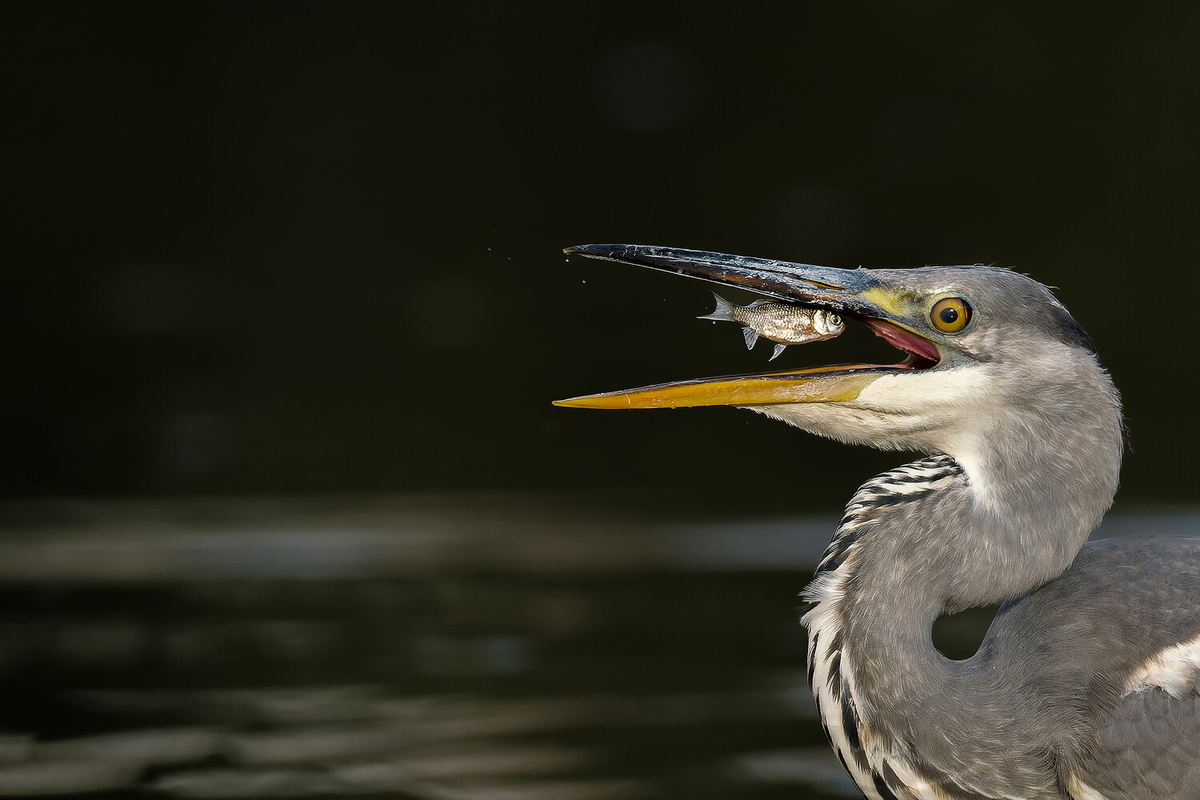 Белялова Мария     
 
 Хищница ©Фотоконкурс "Моя планета"  📷