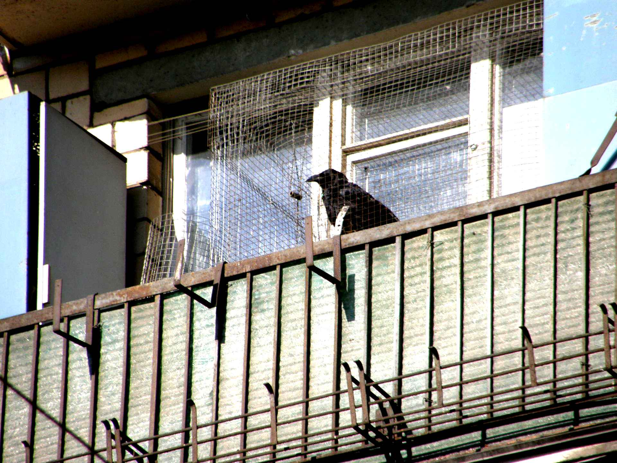 Сижу за решёткой в темнице сырой.