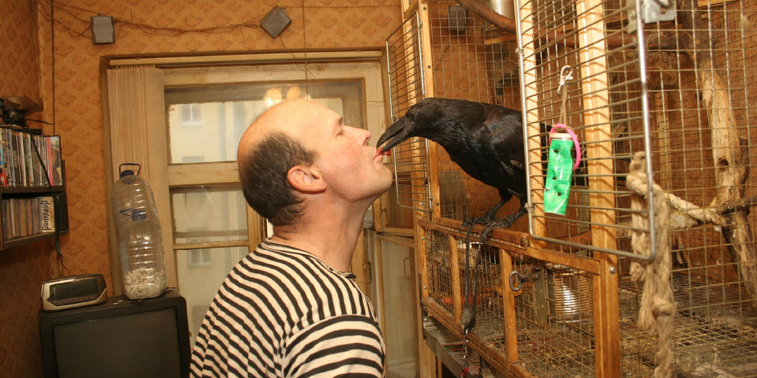 5 причин не заводить ворона: Лягушки в кровати, избитые родственники и вонь на весь дом