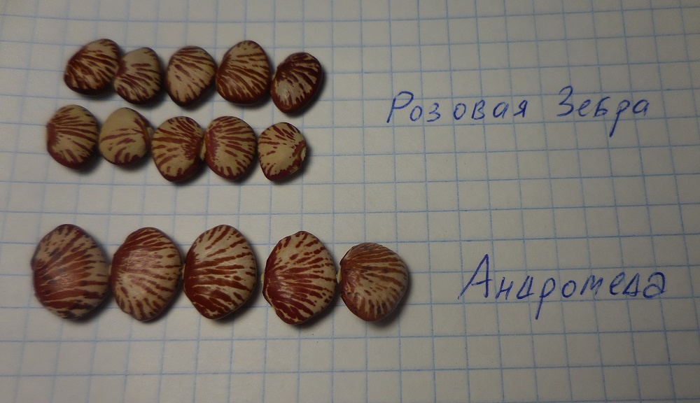 Если не обращать внимание на размер - одно лицо!