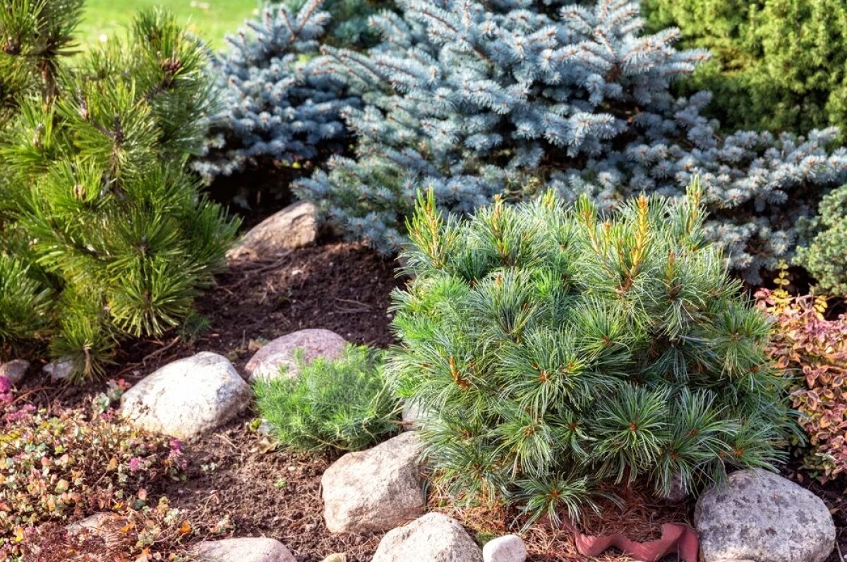    Хвойные не переносят застоя воды, поэтому для них выбирают слегка возвышенное место.