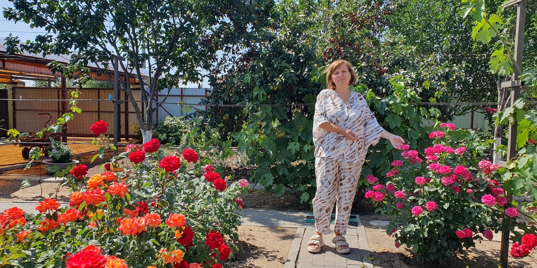 Ошибки при укрытии роз на зиму: что нельзя делать, чтобы насладиться цветением весной