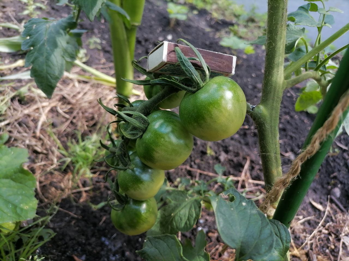 Тот самый самосев, фото автора