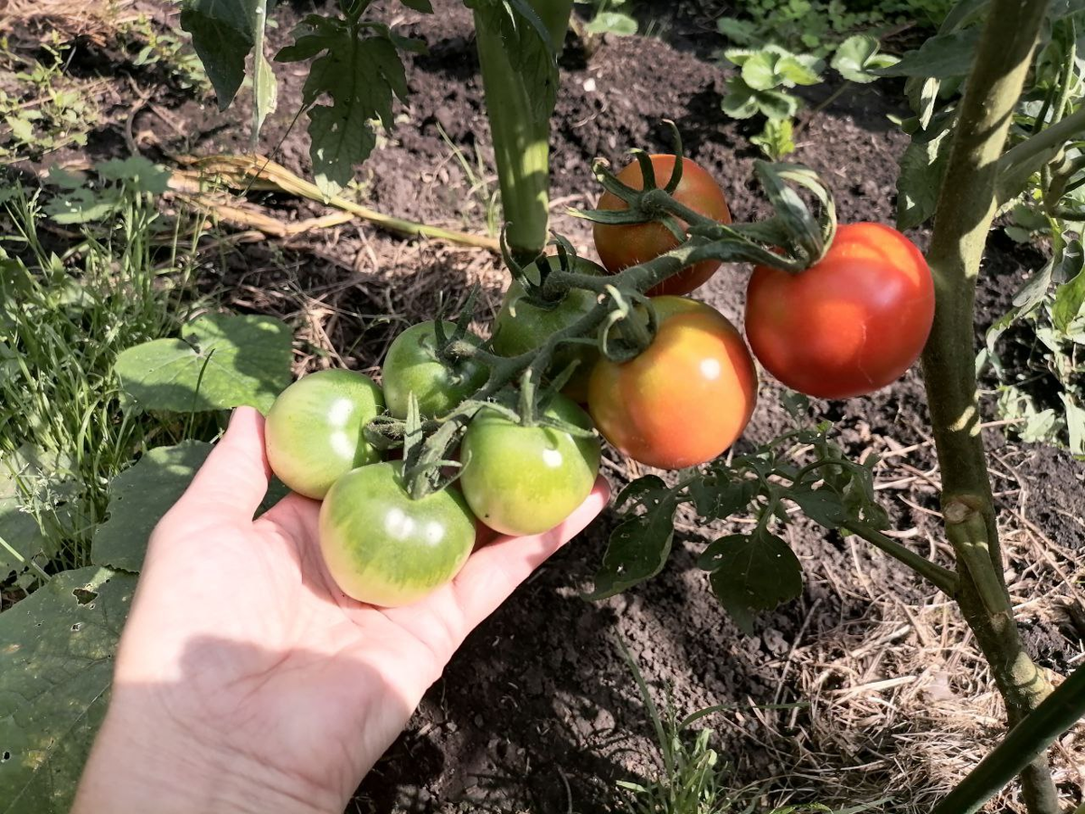 Прищипнула самосевные высокорослые черри над второй кистью, и они выросли крупными, фото автора 