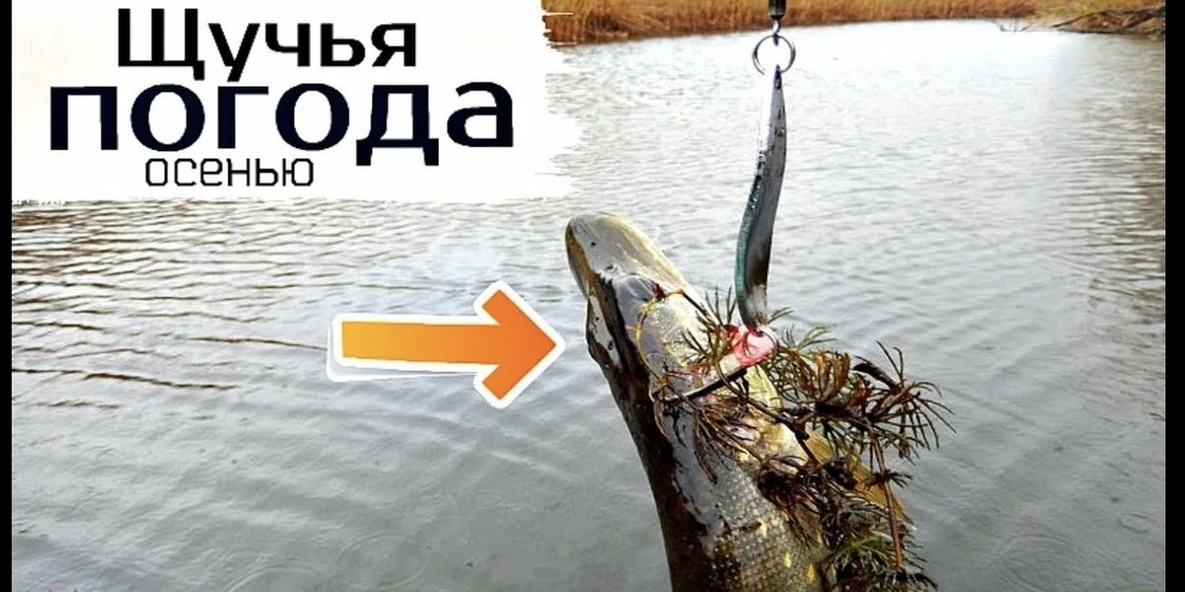 Щучий октябрь, а щука молчит? Раскрываем секреты «немой» хищницы