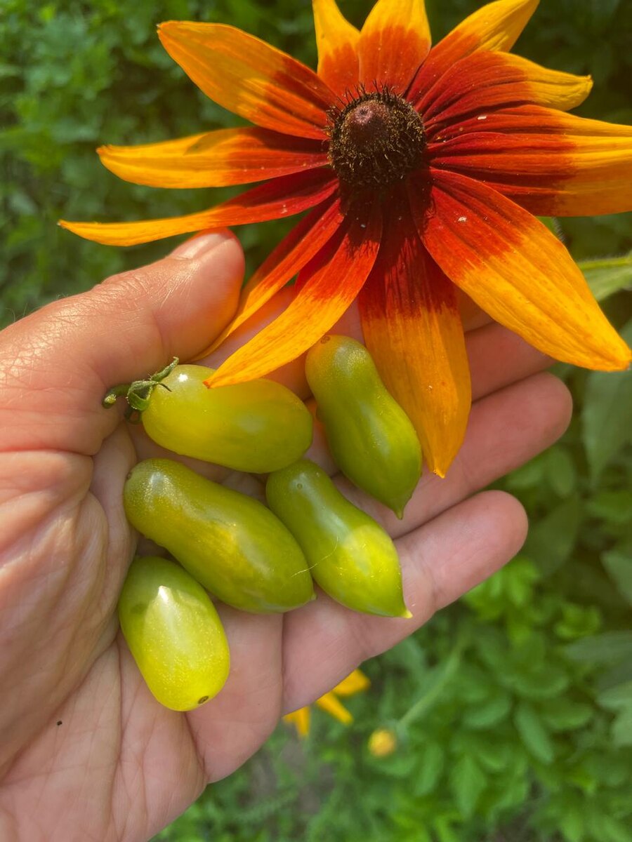 Черри Мои танцующие зеленые пальчики