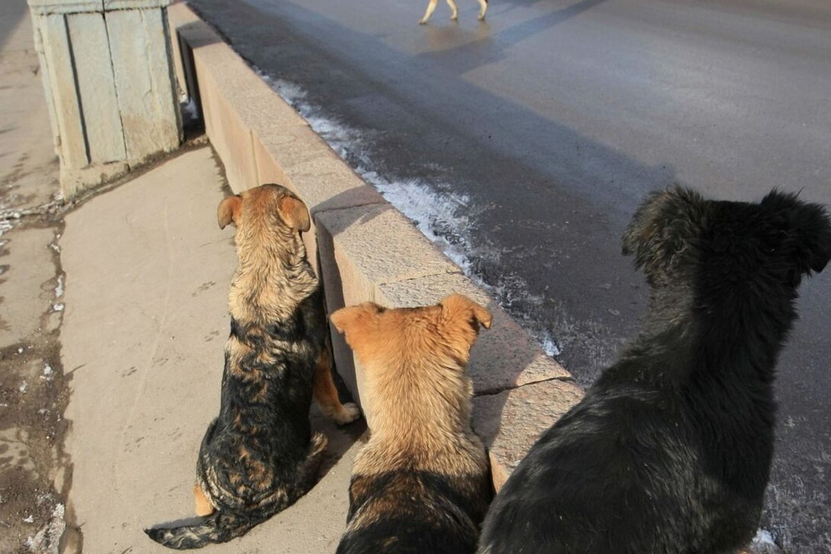    Фото: Михаил Фомичев, источник: ria.ru