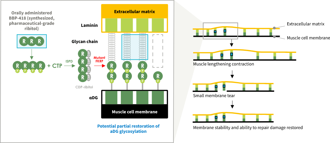 αDG , альфа-дистрогликан; CDP , цитидиндифосфат; CTP , цитидинтрифосфат; FKRP , белок, родственный фукутину; ISPD , белок, содержащий домен изопреноидсинтазы; LGMD2I/R9 , конечностно-поясная мышечная дистрофия типа 2I/R9; P , фосфат; R , рибит.