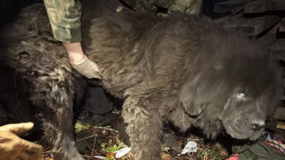 Под Петербургом спасли огромного черного пса Кубика, застрявшего в старом погребе