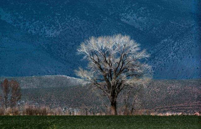 1978, Невада, США, тополь тополь.