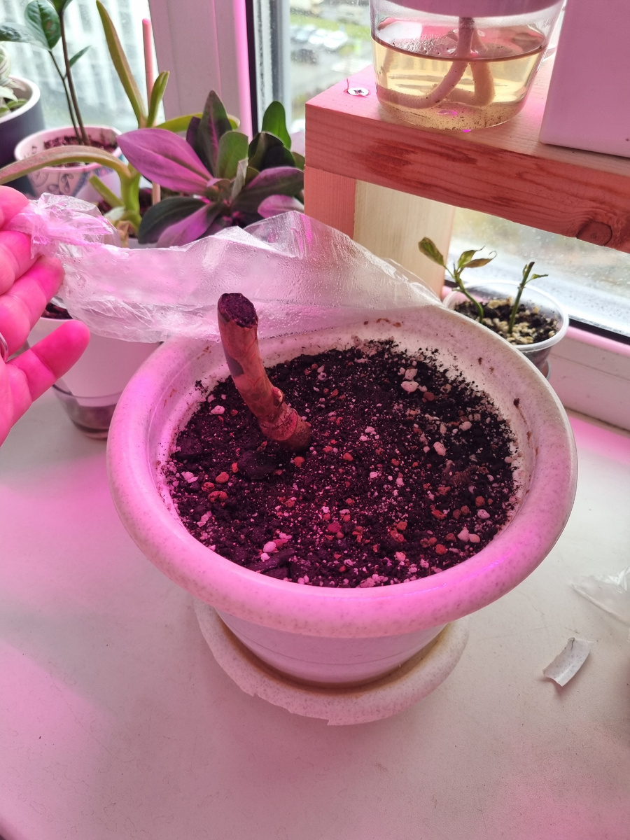 Черенкование🌿