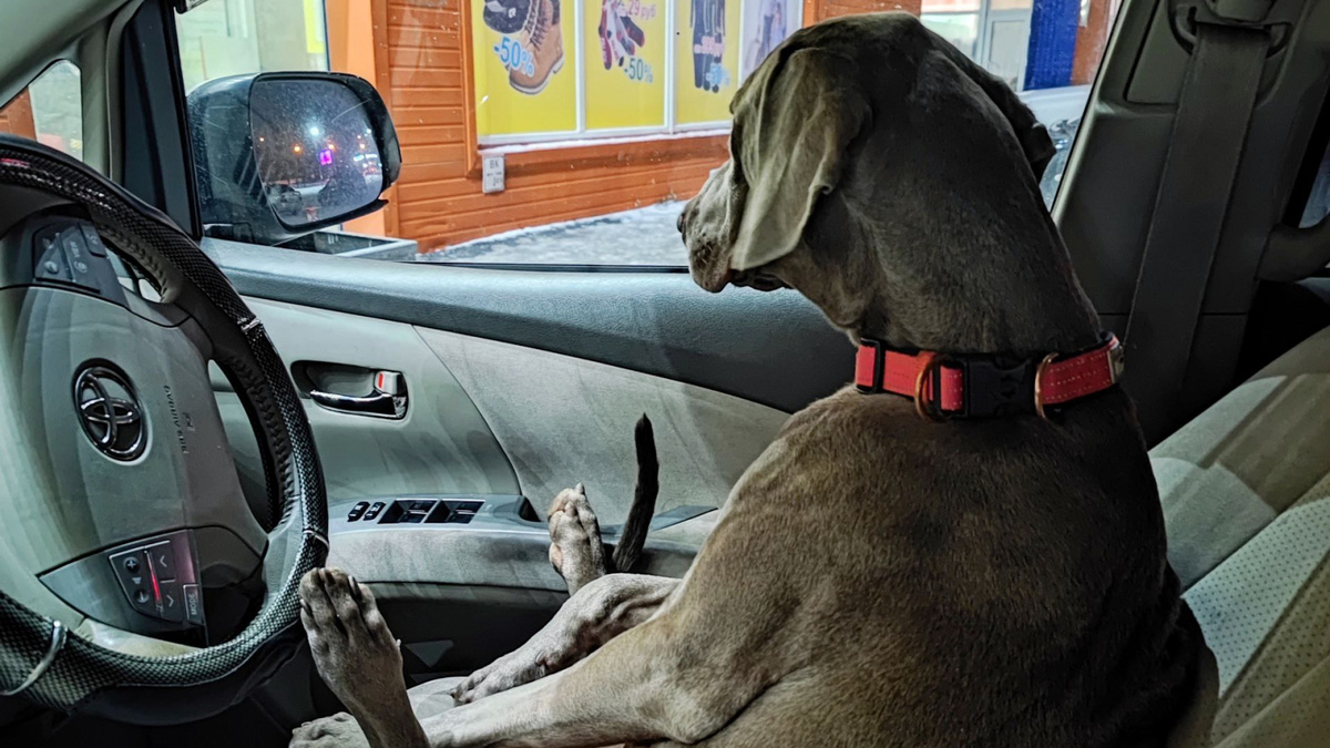    Фото: канал "Гилай Алекс"