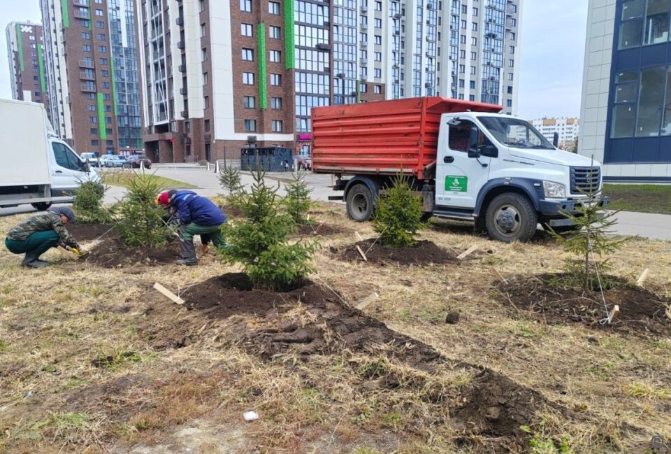    Посадка деревьев в Барнауле. Источник: barnaul.org