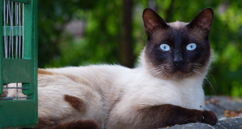    Эти 3 породы кошек считаются самыми красивыми в мире: впечатлят вас своим очарованием
