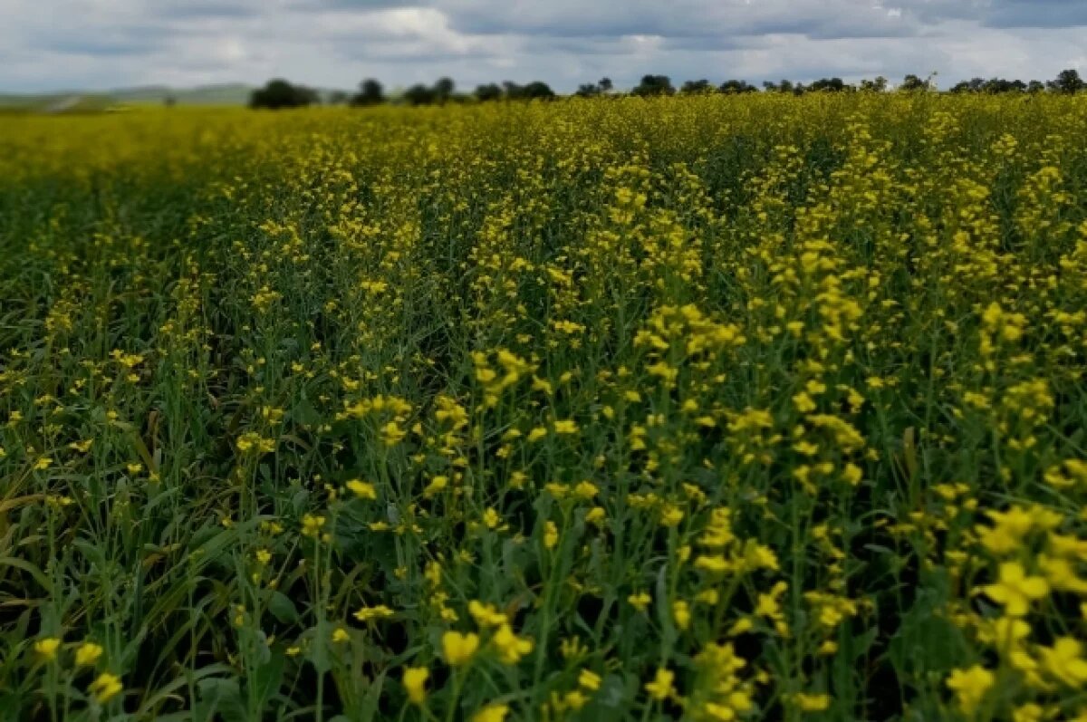    Сельскохозяйственник в Юрге загрязнил почву пестицидами
