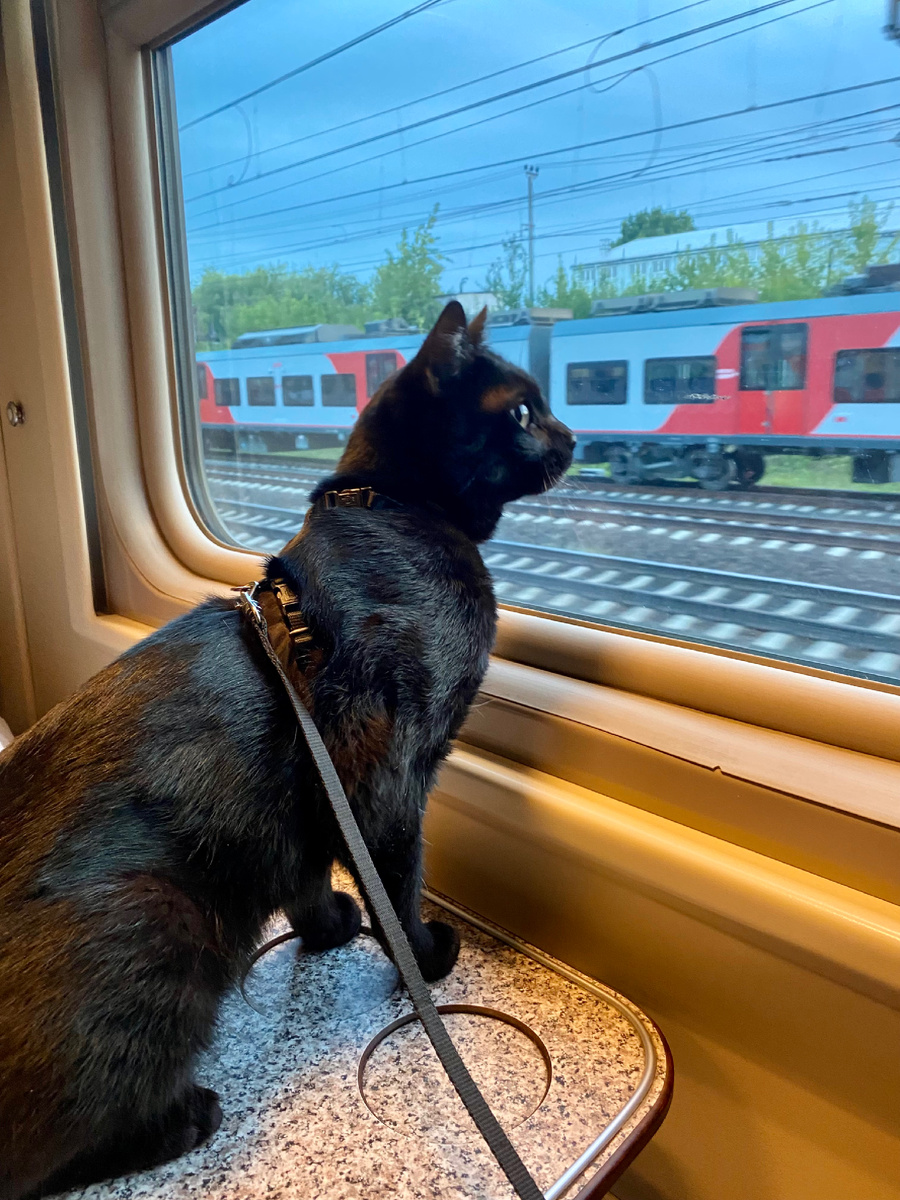 Едем в Питер в гости