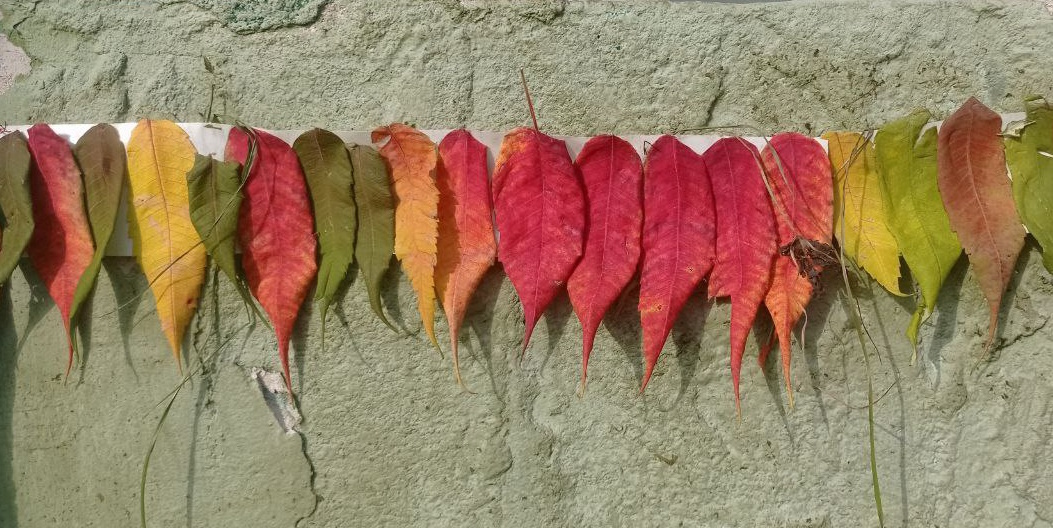 Для обложки. Однажды увидела на улицах Купавны. 